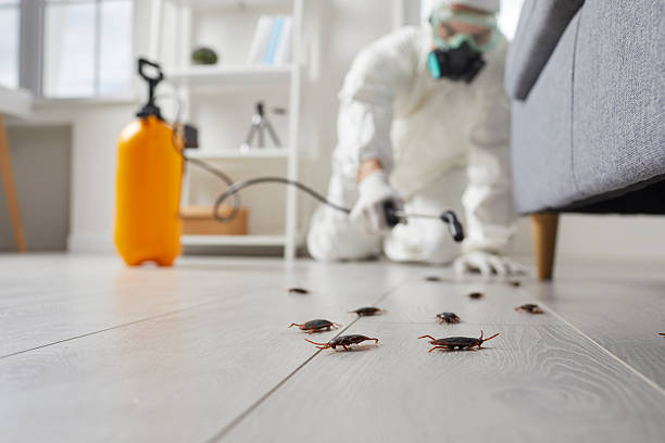 Post-Treatment Bed Bug Interceptor Monitoring in Burleson